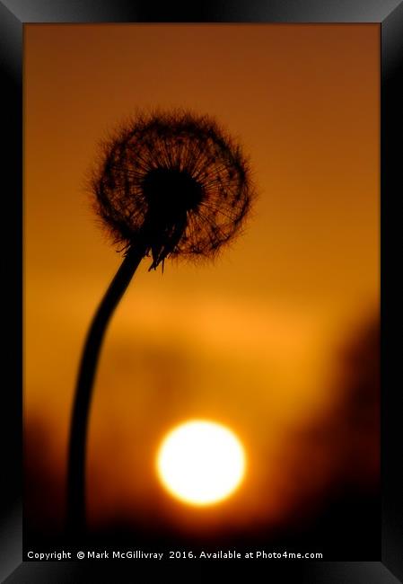 Dandelion Sunset Framed Print by Mark McGillivray