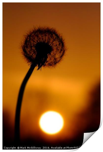 Dandelion Sunset Print by Mark McGillivray