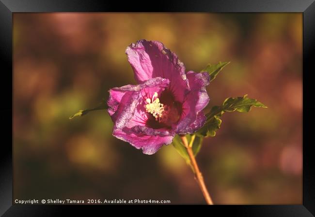 Hibiscus Flower Framed Print by Shelley Bibby