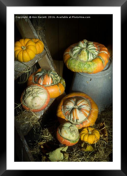 A Ladder of Pumpkins Framed Mounted Print by Ann Garrett