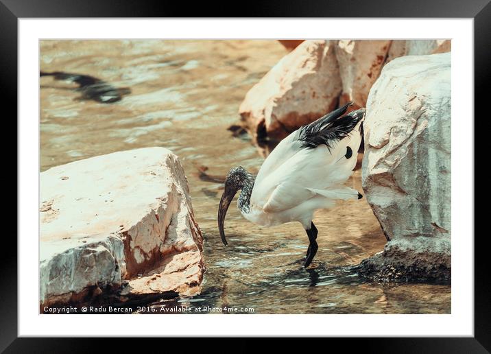 Wild African Sacred Ibis Bird Framed Mounted Print by Radu Bercan