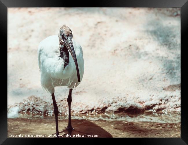 Wild African Sacred Ibis Bird Framed Print by Radu Bercan