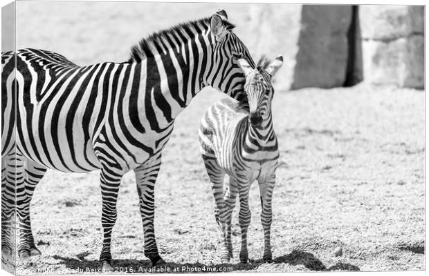 Protective Zebra Mother And Calf In African Savann Canvas Print by Radu Bercan