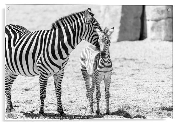 Protective Zebra Mother And Calf In African Savann Acrylic by Radu Bercan