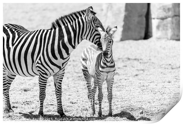Protective Zebra Mother And Calf In African Savann Print by Radu Bercan