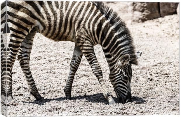Baby Zebra In African Savanna Canvas Print by Radu Bercan