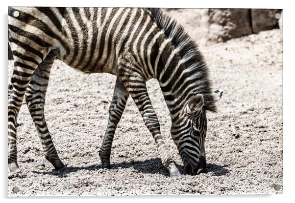 Baby Zebra In African Savanna Acrylic by Radu Bercan