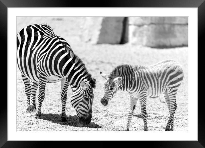 Protective Zebra Mother And Calf In African Savann Framed Mounted Print by Radu Bercan