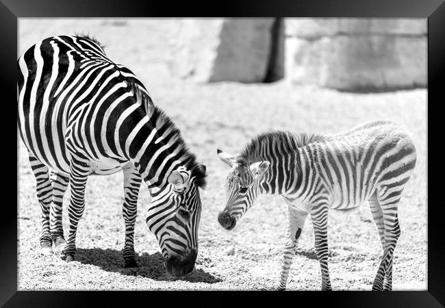 Protective Zebra Mother And Calf In African Savann Framed Print by Radu Bercan