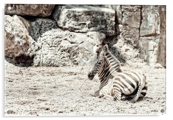Baby Zebra In African Savanna Acrylic by Radu Bercan