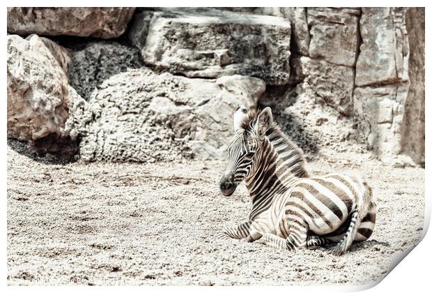 Baby Zebra In African Savanna Print by Radu Bercan