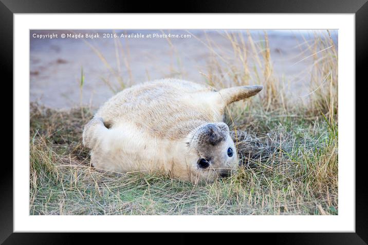 Young gray seal Framed Mounted Print by Magdalena Bujak