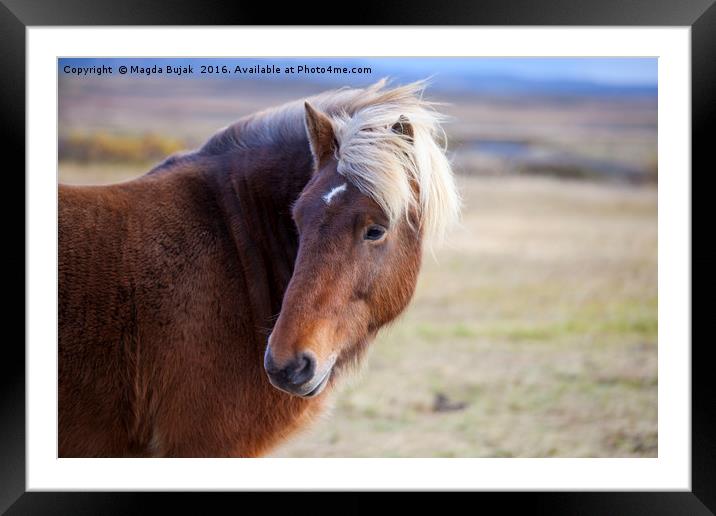 Icelandic horse Framed Mounted Print by Magdalena Bujak