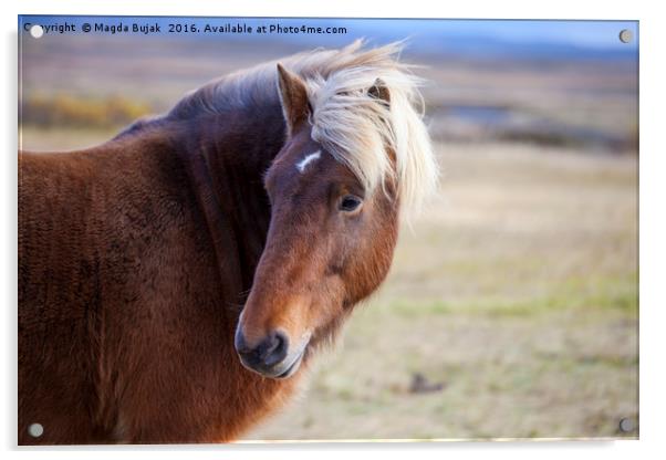 Icelandic horse Acrylic by Magdalena Bujak