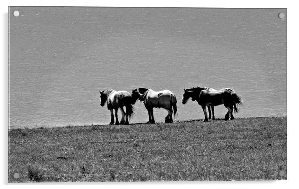 Shire horses standing beside lake Acrylic by David Bigwood