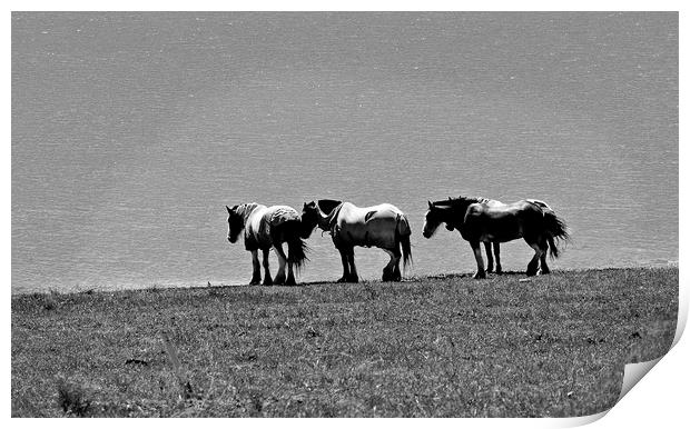 Shire horses standing beside lake Print by David Bigwood