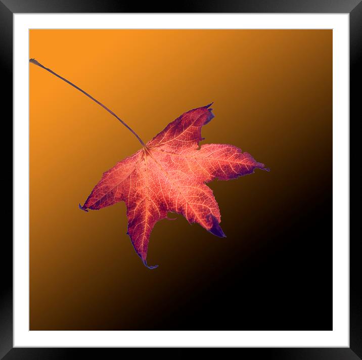 Autumn leaf Framed Mounted Print by David Bigwood