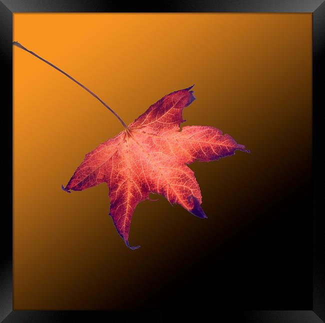 Autumn leaf Framed Print by David Bigwood