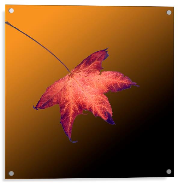 Autumn leaf Acrylic by David Bigwood