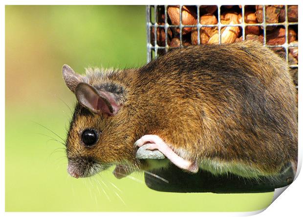 The Thieving Woodmouse Print by Jacqi Elmslie