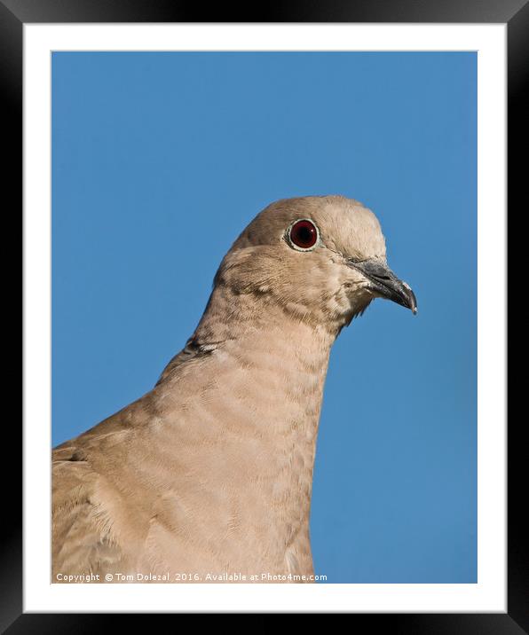 Collared Dove portrait Framed Mounted Print by Tom Dolezal