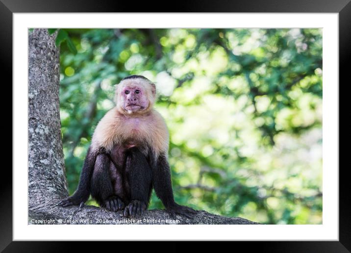 A white faced capuchin perches on a branch Framed Mounted Print by Jason Wells