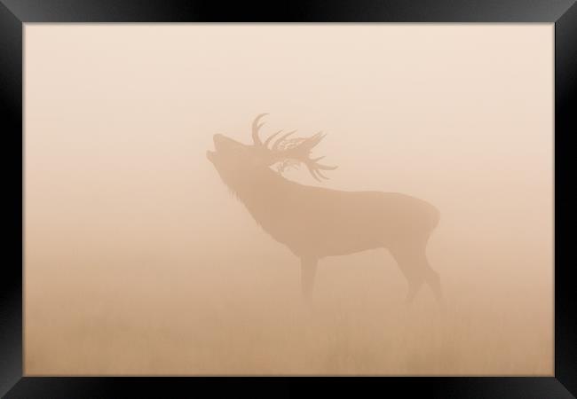 Growlers in the mist Framed Print by Philip Male