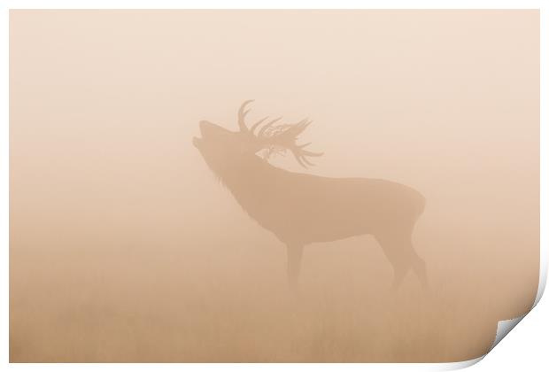 Growlers in the mist Print by Philip Male