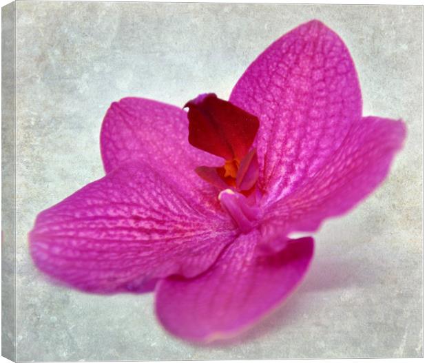 pretty orchid Canvas Print by sue davies