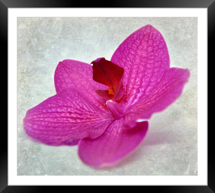 pretty orchid Framed Mounted Print by sue davies