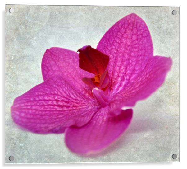 pretty orchid Acrylic by sue davies