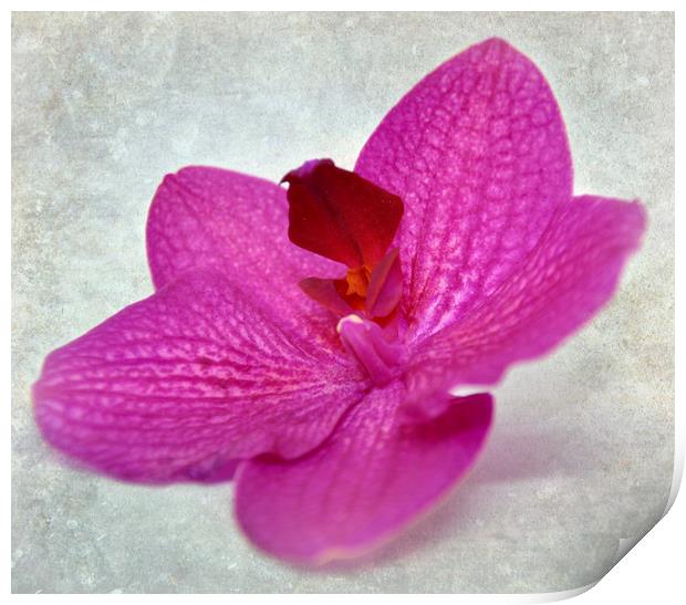 pretty orchid Print by sue davies