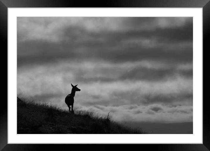 The Lone Hind Framed Mounted Print by Macrae Images
