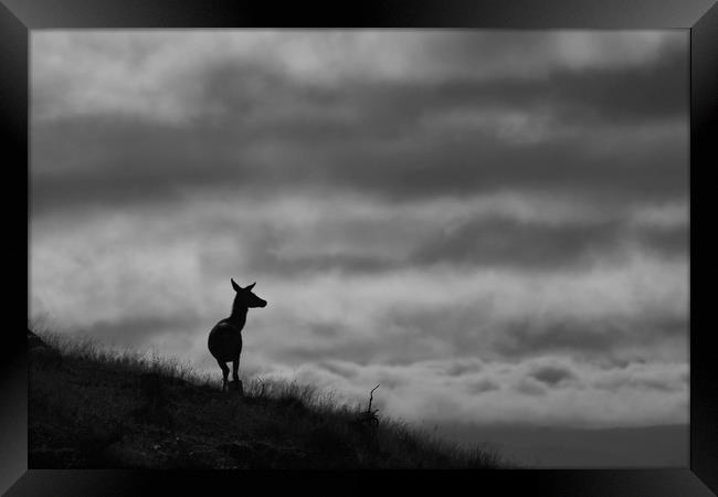 The Lone Hind Framed Print by Macrae Images