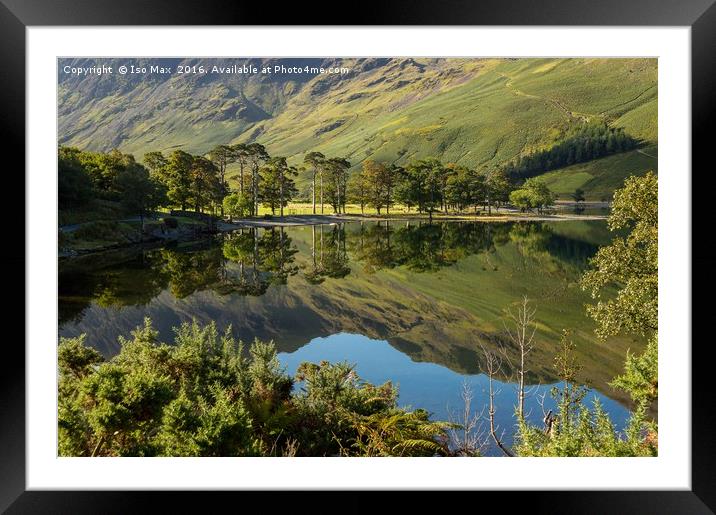 Buttermere Trees, Lake District Framed Mounted Print by The Tog