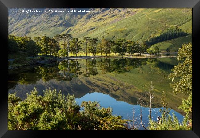 Buttermere Trees, Lake District Framed Print by The Tog