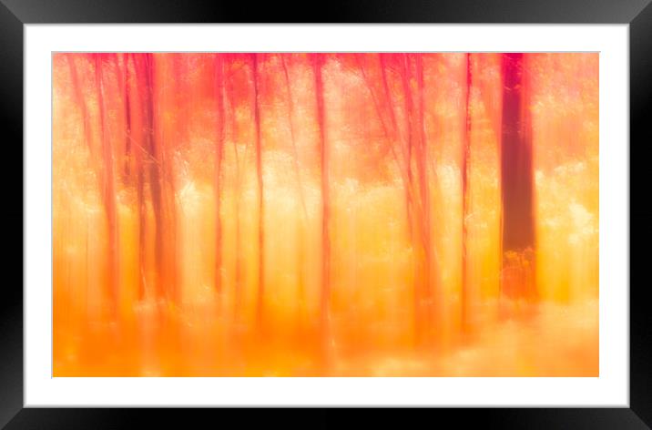 Autumn Birch trees Framed Mounted Print by Anthony Simpson