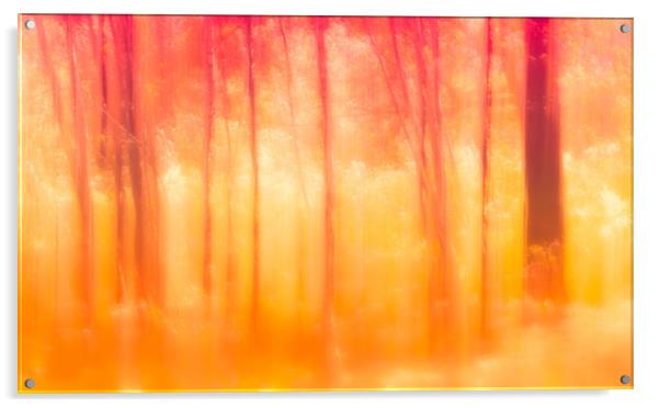 Autumn Birch trees Acrylic by Anthony Simpson