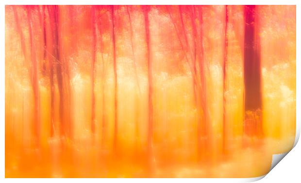 Autumn Birch trees Print by Anthony Simpson