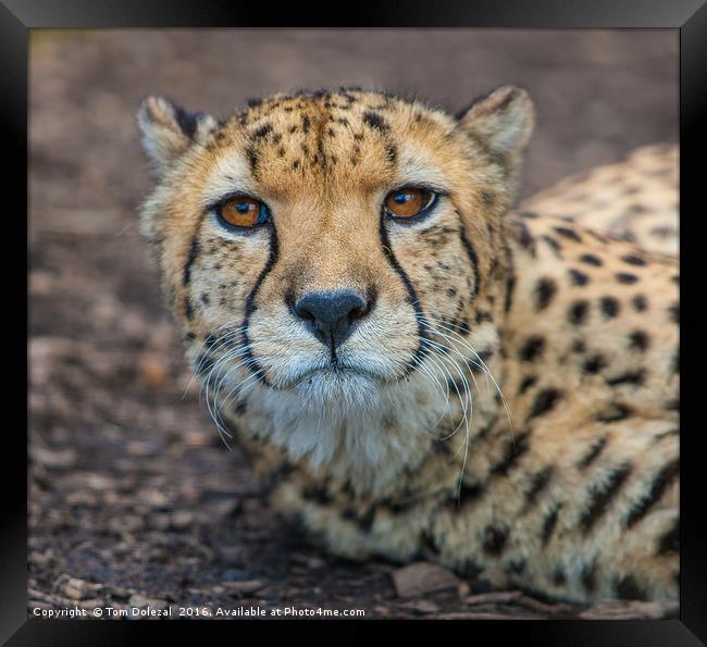 Cheetah portrait Framed Print by Tom Dolezal