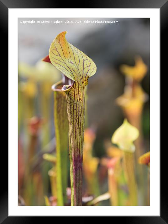 Carnivorous Pitcher Plant Framed Mounted Print by Steve Hughes