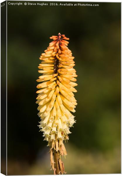 Single Red Hot Poker bloom Canvas Print by Steve Hughes