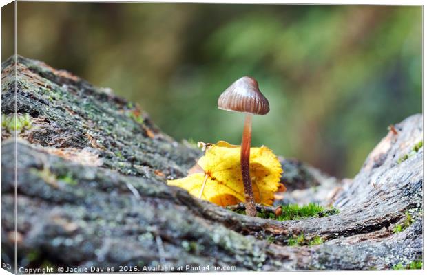 Little Inkcap  Canvas Print by Jackie Davies
