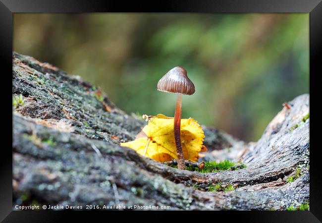 Little Inkcap  Framed Print by Jackie Davies