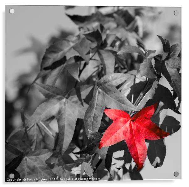 Single red leaf on a Japanese Maple tree Acrylic by Steve Hughes