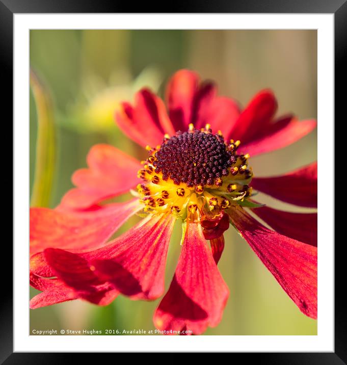 End of the season Red Cone Flower, Echinacea Framed Mounted Print by Steve Hughes