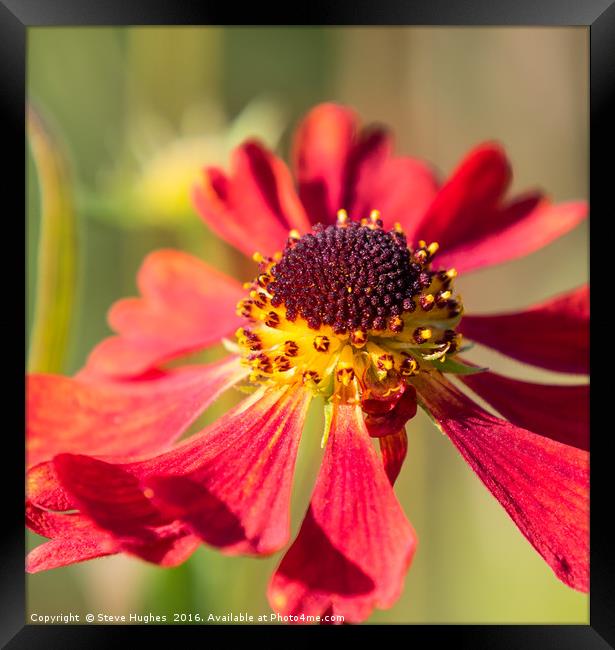 End of the season Red Cone Flower, Echinacea Framed Print by Steve Hughes