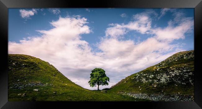 Sycamore Gap Framed Print by Philip Male