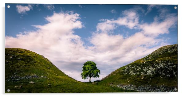 Sycamore Gap Acrylic by Philip Male