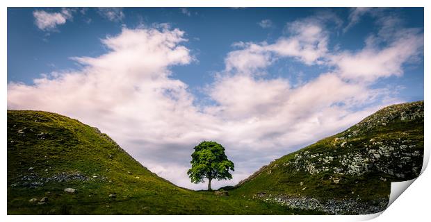 Sycamore Gap Print by Philip Male